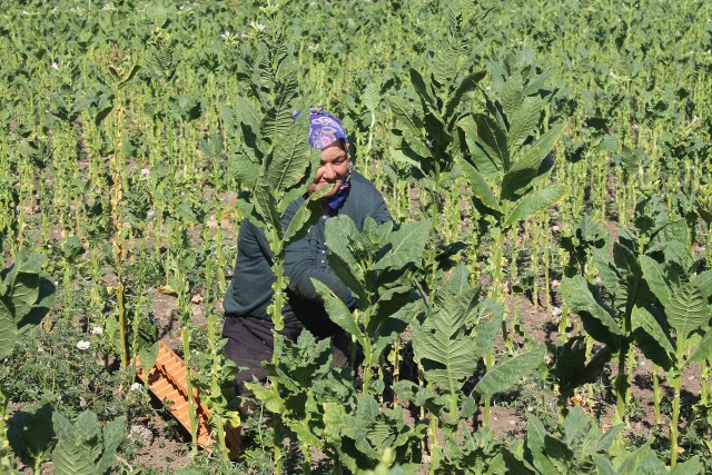 Samsun'da tütün hasadı devam ediyor