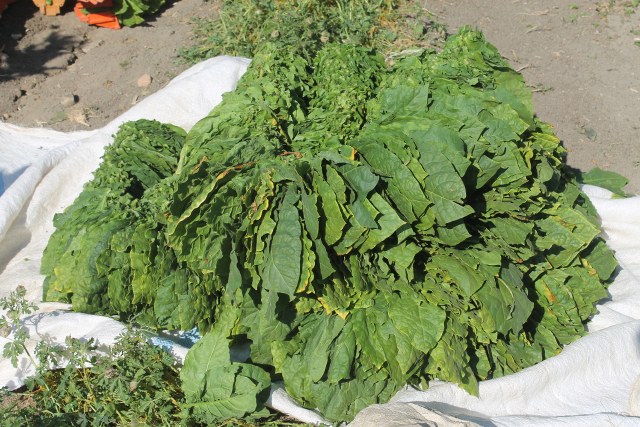 Samsun'da tütün hasadı devam ediyor