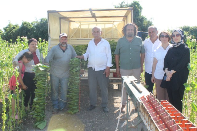 Samsun'da tütün hasadı devam ediyor