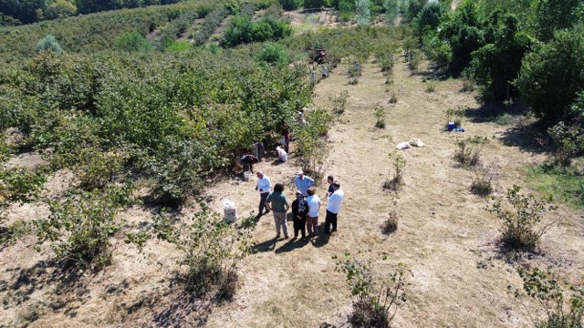 Samsun'da fındık hasadı devam ediyor