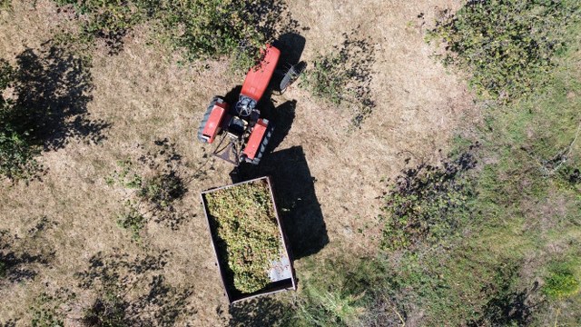 Samsun'da fındık hasadı devam ediyor