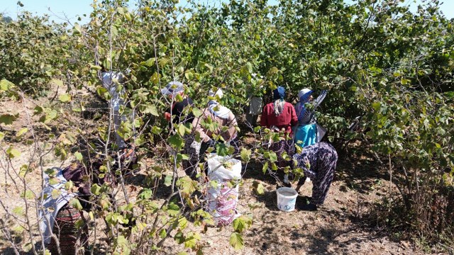 Samsun'da fındık hasadı devam ediyor