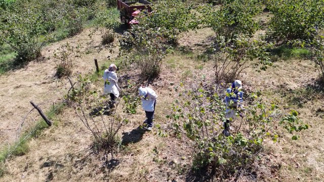 Samsun'da fındık hasadı devam ediyor