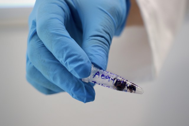 Karadeniz'de kene alarmı: Samsun'da risk haritası çıkartılıyor