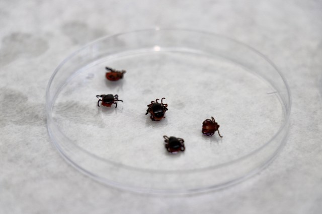 Karadeniz'de kene alarmı: Samsun'da risk haritası çıkartılıyor