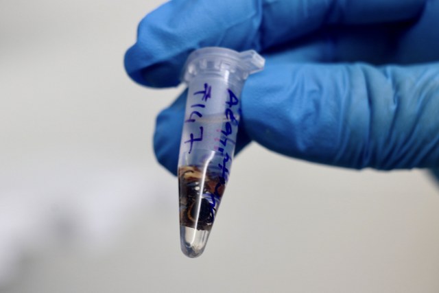 Karadeniz'de kene alarmı: Samsun'da risk haritası çıkartılıyor