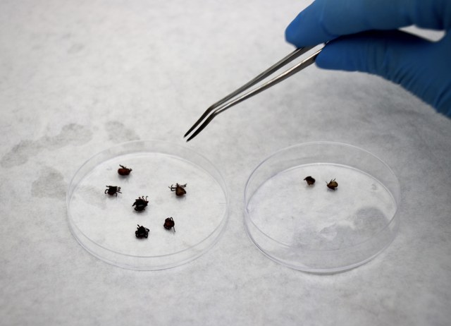 Karadeniz'de kene alarmı: Samsun'da risk haritası çıkartılıyor