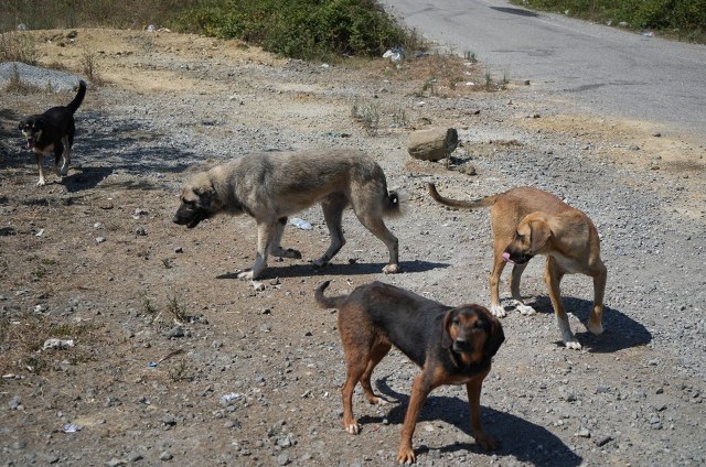 Samsun'da başıboş köpekler korku salıyor