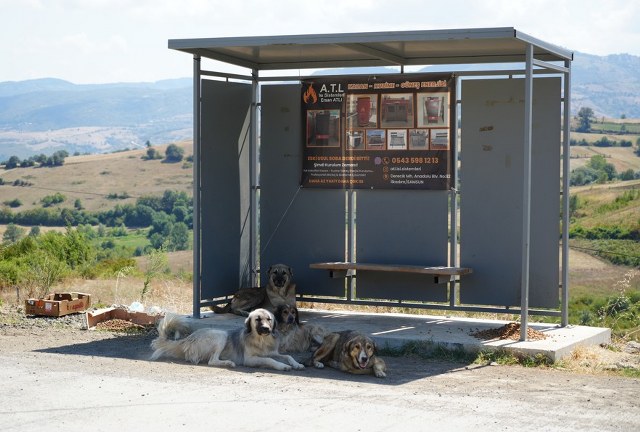 Samsun'da başıboş köpekler korku salıyor
