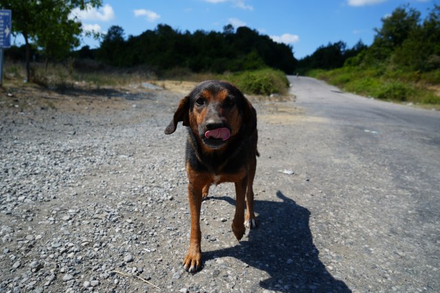 Samsun'da başıboş köpekler korku salıyor