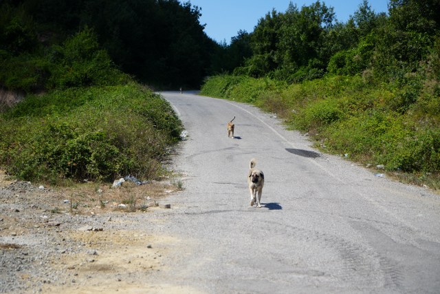 Samsun'da başıboş köpekler korku salıyor