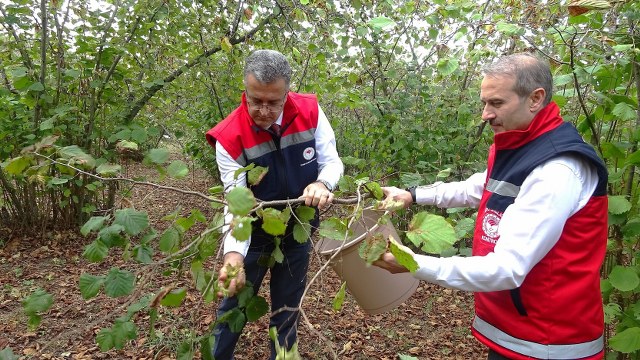 Samsun'da fındık rekoltesi düştü