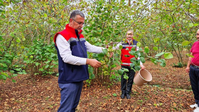 Samsun'da fındık rekoltesi düştü