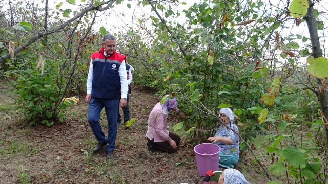 Samsun'da fındık rekoltesi düştü