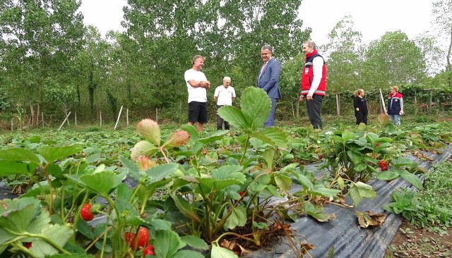 Samsun'da fındık rekoltesi düştü