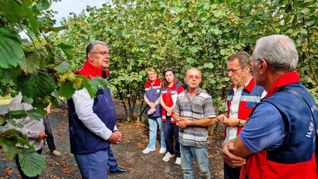 Samsun'da fındık rekoltesi düştü