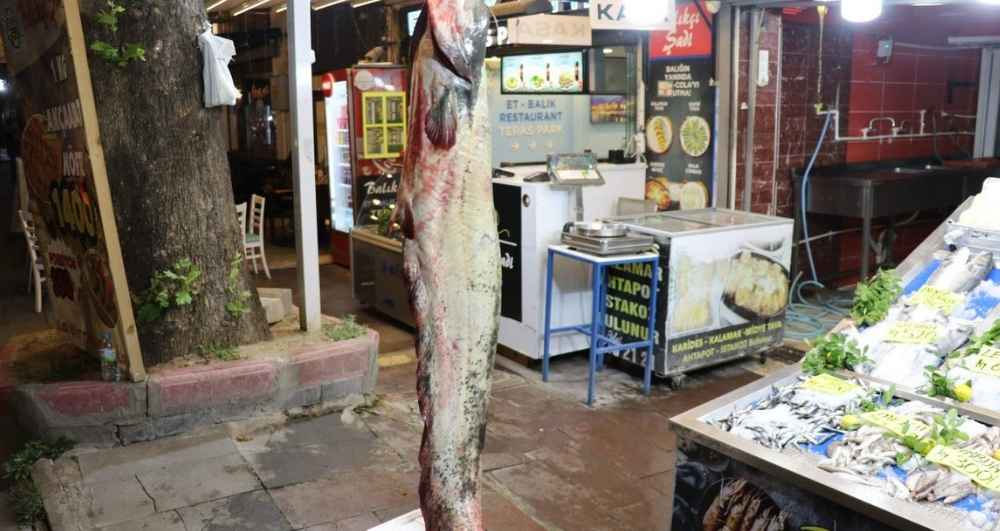 Böylesi ilk kez görüldü! Tam 2 metre 20 santimetre