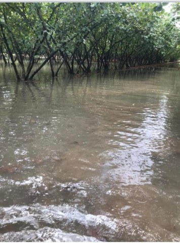 Samsun'da sağanak yağış fındık bahçelerini göle döndürdü