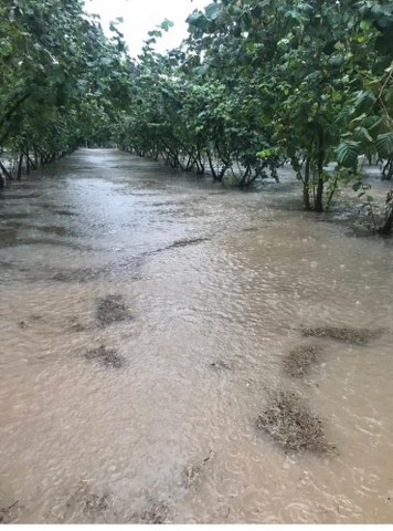 Samsun'da sağanak yağış fındık bahçelerini göle döndürdü
