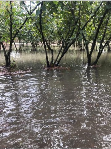 Samsun'da sağanak yağış fındık bahçelerini göle döndürdü