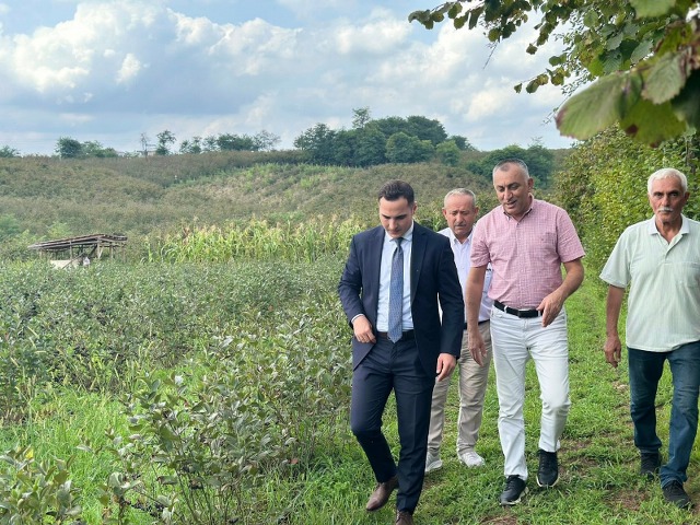 Fındığa alternatif aronya üretimi