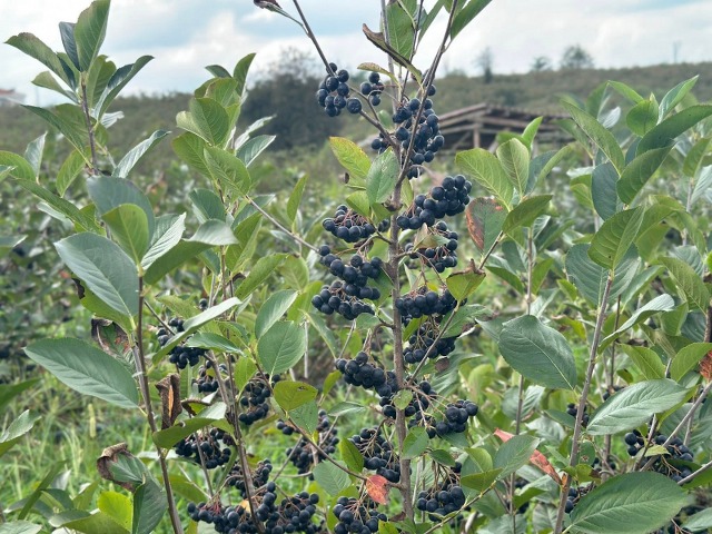 Fındığa alternatif aronya üretimi