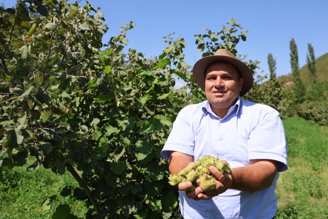 Karadeniz'in ekmek teknesi fındık Akdeniz topraklarında