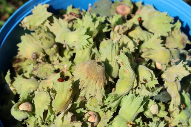 Karadeniz'in ekmek teknesi fındık Akdeniz topraklarında