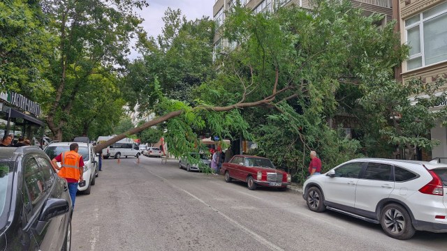 Samsun'da fırtına: Ağaç arabanın üzerine devrildi