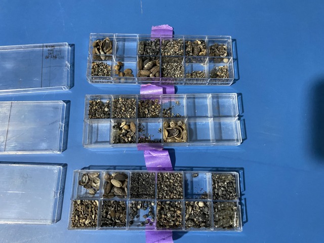 Samsun'da Hititlerin kutsal kenti Nerik'te 3 bin 500 yıllık fındık fosili bulundu