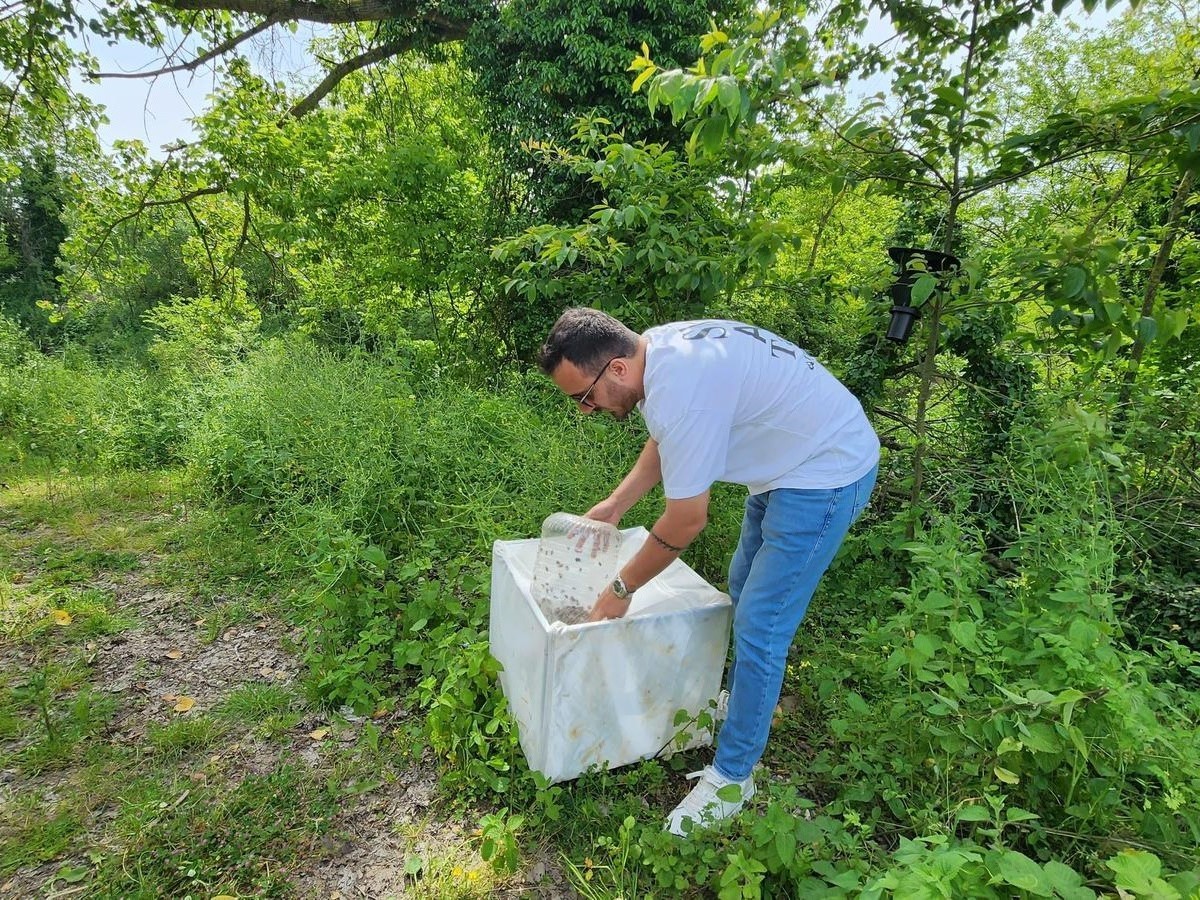 Samsun'da samuray arıları doğaya salındı