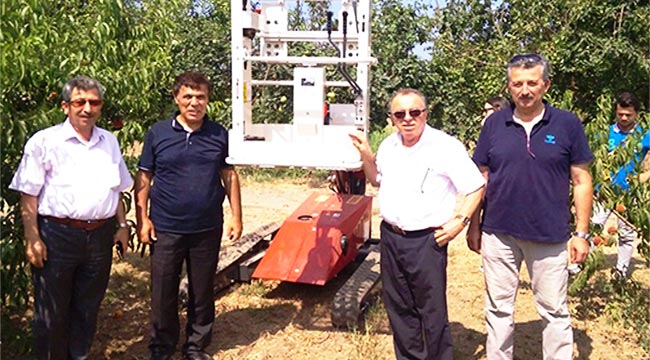 Çarşamba Ovası’nda şeftali üretimi artıyor