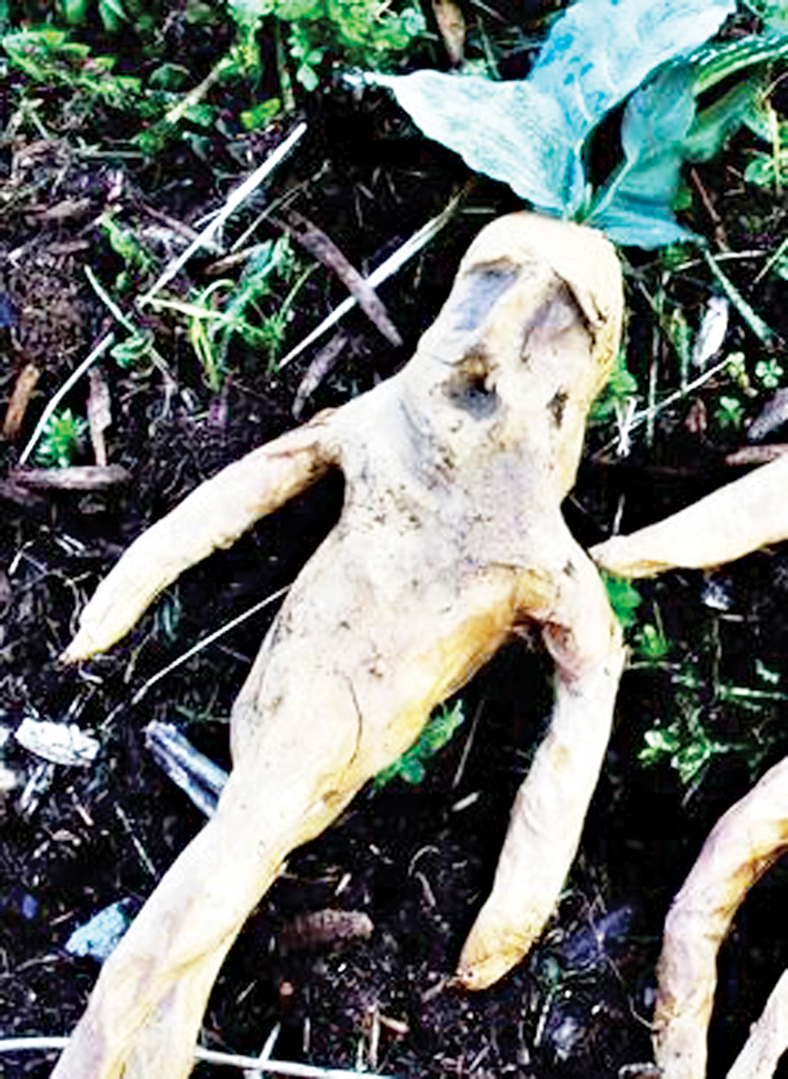 BU BİTKİ ANTİK MISIR’DAN BU YANA KULLANILIYOR