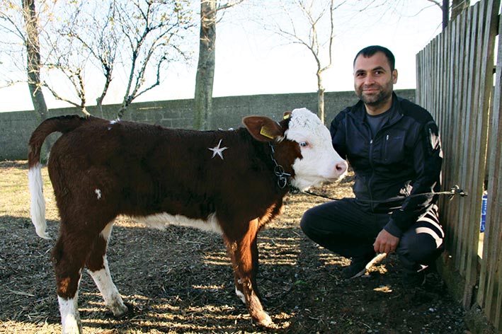 Üzerinde "ay-yıldız" bulunan buzağıyı 1 milyon dolara satışa çıkardı