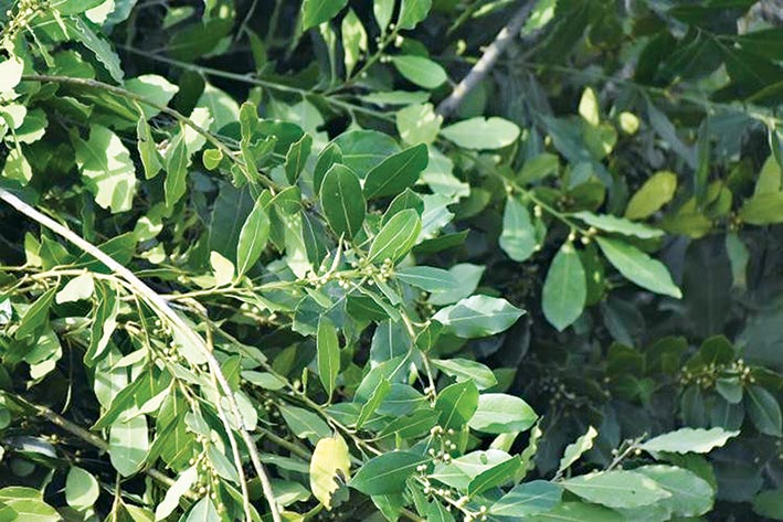 Sinop’ta defne yaprağı gelir kapısı oldu