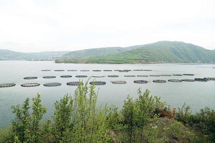 Tezgahlar kültür balıklarıyla canlandı
