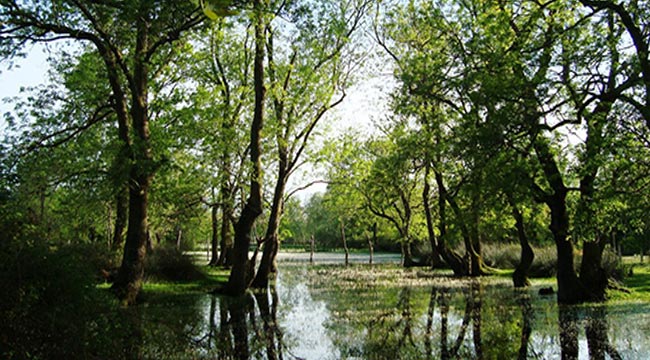 DÜNYA ‘SAMSUN’U İZLİYOR