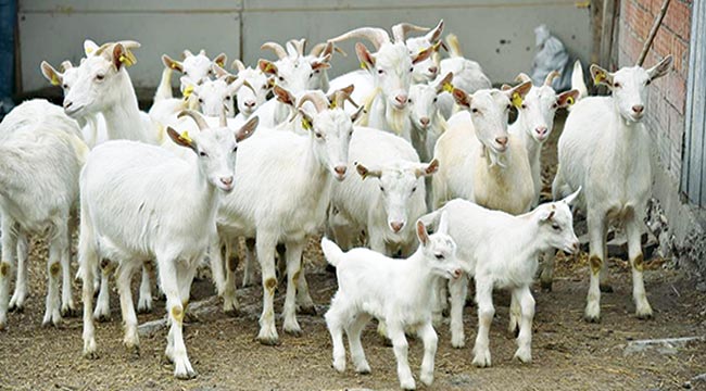 BÜYÜKŞEHİR BELEDİYESİ'NİN KIRSAL KALKINMA DESTEKLERİ MEYVELERİNİ VERDİ