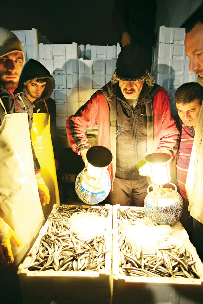 Balıklar değerini mezatta buluyor