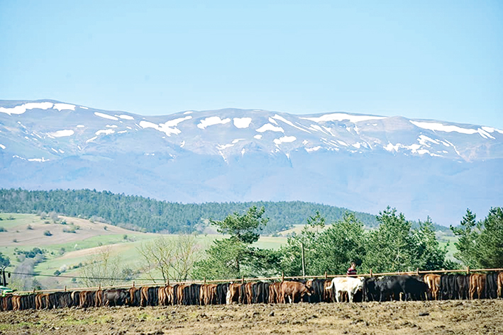 Büyükşehirden hayvancılığa destek