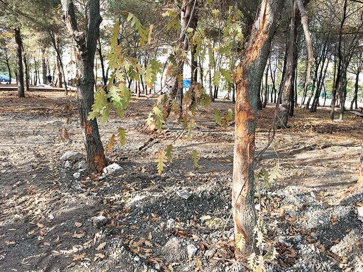 SAMÇEP, Osman Genç'in peşini bırakmıyor