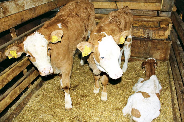 BUZAĞI ÖLÜMLERİNİ ÖNLEMEK İÇİN AHIRINA KAMERA SİSTEMİ KURDU