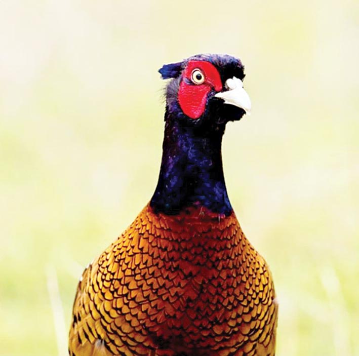 Samsun’da 154 endemik bitki  ve hayvan türü tespit edildi