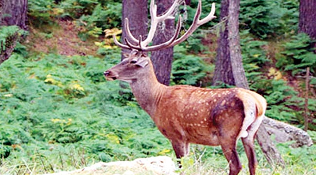 Samsun’da 154 endemik bitki  ve hayvan türü tespit edildi