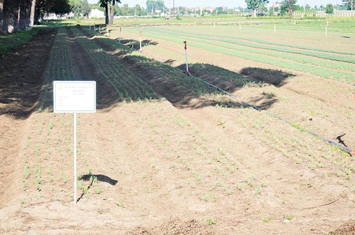 BURADA ÜRETİLEN FİDAN VE TOHUMLAR DOĞAYI AYAKTA TUTUYOR
