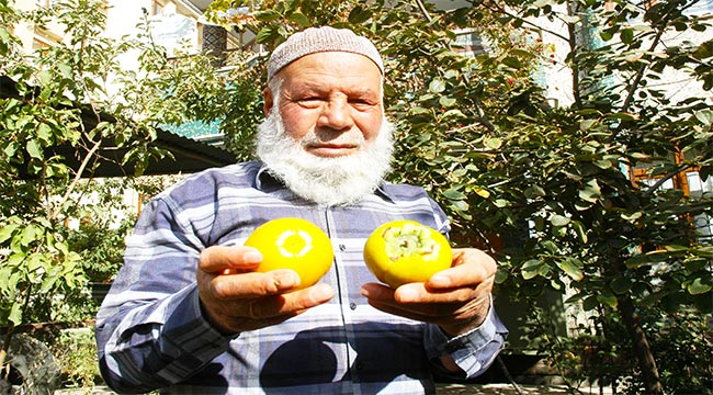 Van'da cennet hurması yetiştirildi