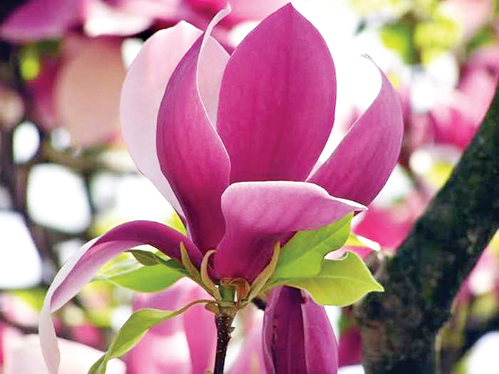 46 ŞEHİDE 46 MANOLYA 