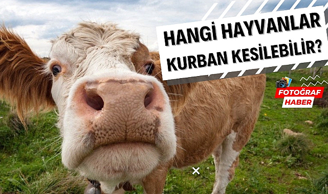 Hangi hayvanlar kurban olabilir? Kurban kesilebilen hayvanlar nelerdir?