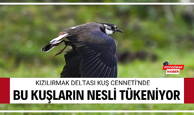 Samsun'da Kızılırmak Deltası Kuş Cenneti ve nesli tükenme tehlikesi altındaki kuşlar