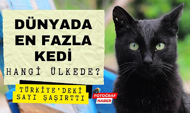 Dünyada en çok kedi yaşayan ülkeler belli oldu Türkiye'de kaç kedi var?